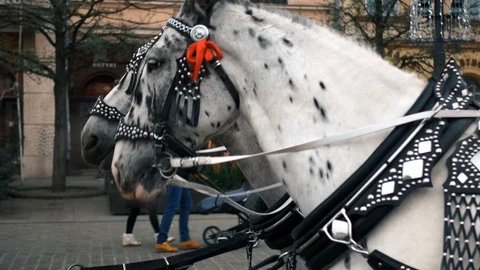 Two decorated horses - Side view Stock Footage 99316412