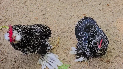 Two decorative hens with black and white plumage on sandy ground Stock Footage 279136142