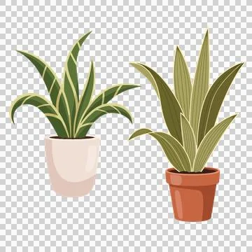 Two decorative houseplants vector illustration on white background Stock Illustration