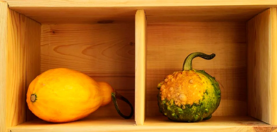 Two decorative pumpkins Stock Photos