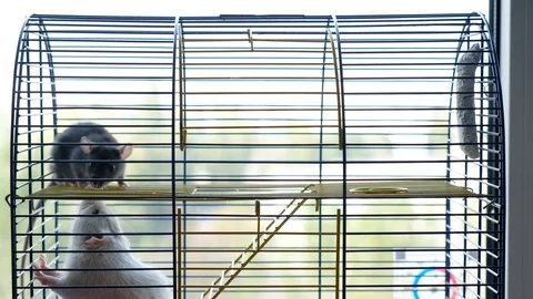 Two decorative rats in a cage. Gray big and black little rat Stock Footage 128033446