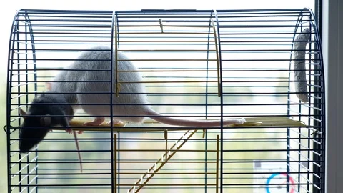 Two decorative rats in a cage. Gray big and black little rat Stock-Footage 128033496