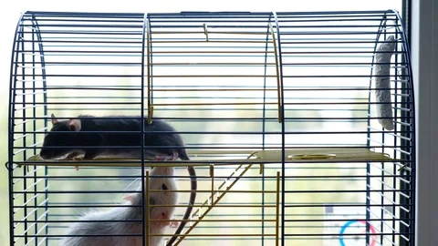 Two decorative rats in a cage. Gray big and black little rat Stock-Footage 128033530