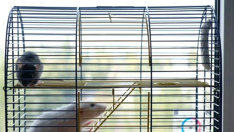 Two decorative rats in a cage. Gray big and black little rat Stock Footage 128033549