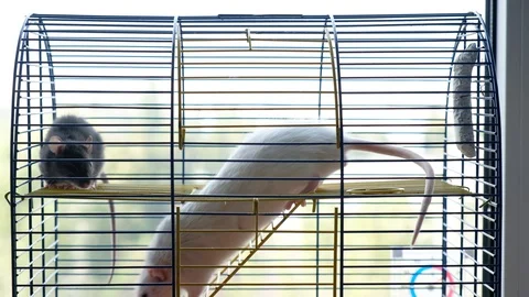 Two decorative rats in a cage. Gray big and black little rat 스톡 동영상 128033578