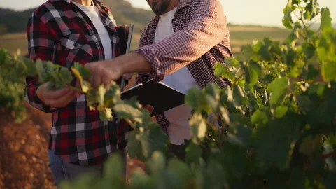 Two dedicated agronomists using a laptop for data analysis while standing i.. Stock Footage 341497009