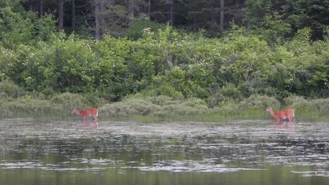 Two Deer Approach in Slow Tension Build-Up Video stock 325634373