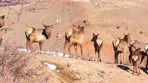 Two Deer are fighting with horns against the background of mountains. Stock Footage 153085249