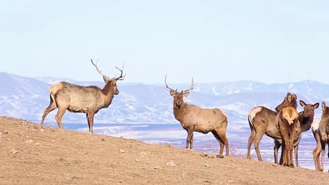 Two Deer are fighting with horns against the background of mountains. Video stock 153085569