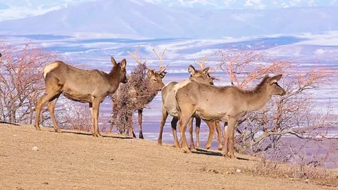 Two Deer are fighting with horns against the background of mountains. Stock Footage 153085596