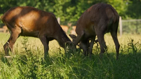 Two deer are fighting over a patch of grass Stock Footage 296776850