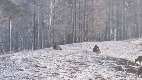 Two deer are lying in the snow Video stock 266741866