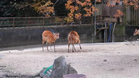Two deer are playing with each other mov Stock-Footage 166827191