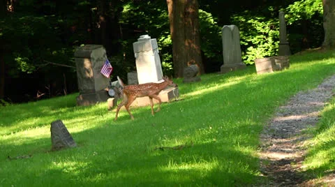 Two deer climbing a hill at Union Cemetery 스톡 동영상 25196594