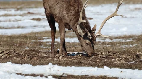 Two deer eat cute Stock Footage 242729646