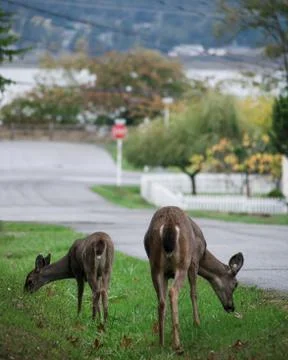 Two deer eating grass Stock Photos