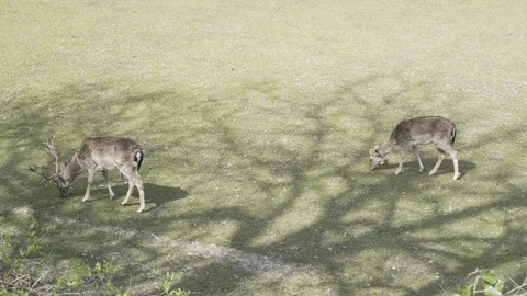 Two deer eating grass at the sigurta park Video stock 95676150