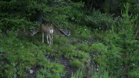 Two Deer on Edge of Trees Vídeo Stock 79549794