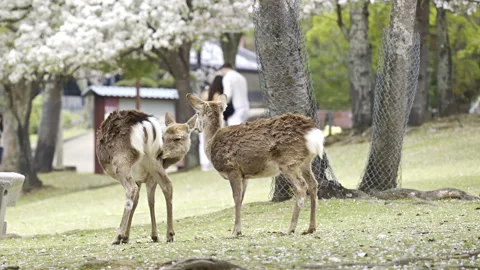 Two deer explore a serene park filled with blooming cherry blossom trees. Stock Footage 311017684