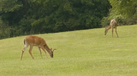 Two deer in field 스톡 동영상 45590790