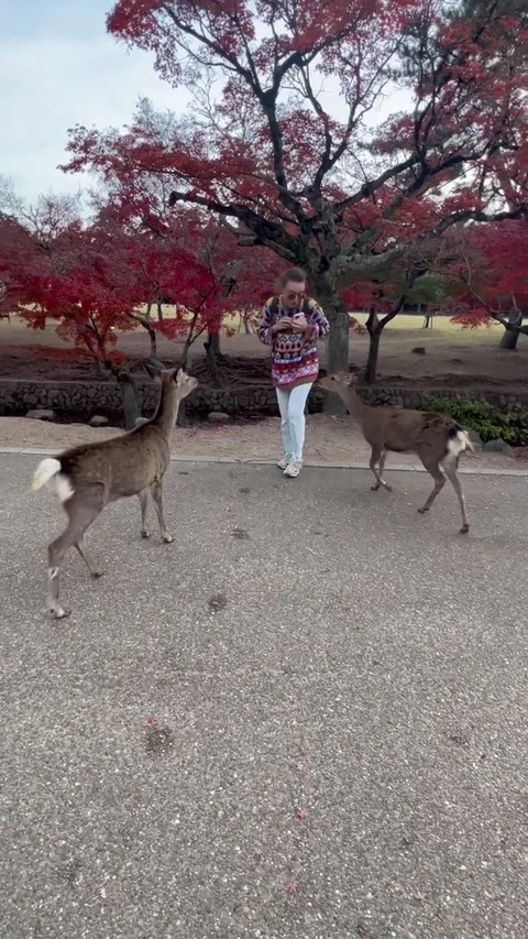 Two Deer Fight For Tourist's Treats, Nara, Japan - 01 Dec 2025 Stock Footage 328529341