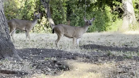 Two deer foraging in a park Video stock 322551406