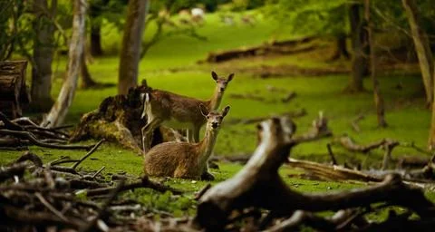 Two deer in a forest clearing. Stock Photos