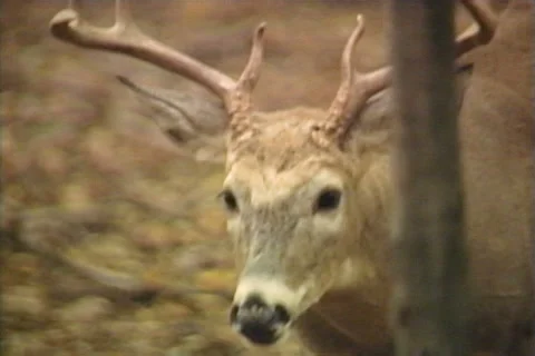 Two Deer in the Forest Stock Footage 41834913