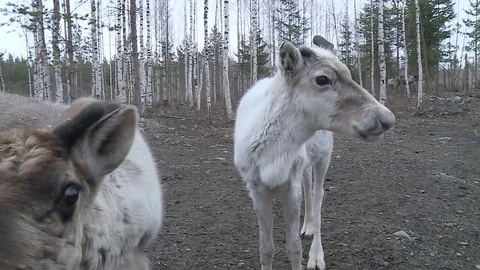 Two deer in the forest Stock Footage 77514527