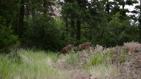 Two Deer in Forest Meadow Eating Grass Stock Footage 144894109
