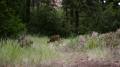 Two Deer in Forest Meadow Stock Footage 144894351