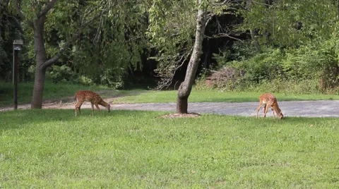 Two deer graze in the front yard of a private residence Stock Footage 44443976