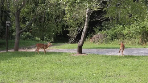 Two deer graze in a front yard of a private residence Stock Footage 44444148