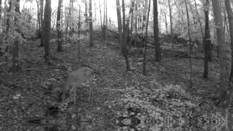 Two Deer Grazing at Dusk in North Carolina Foothills Stock Footage 318033746