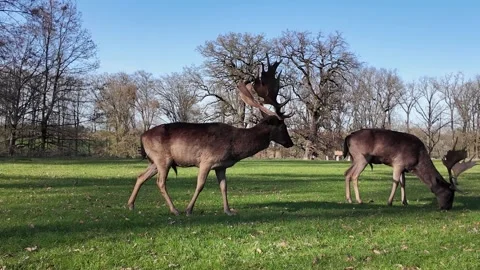 Two Deer Grazing in Field With Trees Stock Footage 274717579