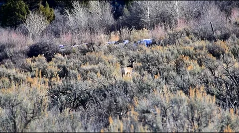 Two Deer Grazing Stock Footage 44425462