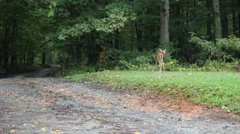 Two deer grazing in forested area Stock Footage 44445142