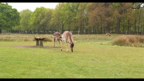 Two deer grazing peacefully in a grassy field with trees and a stone bench in Stock Footage 326369180