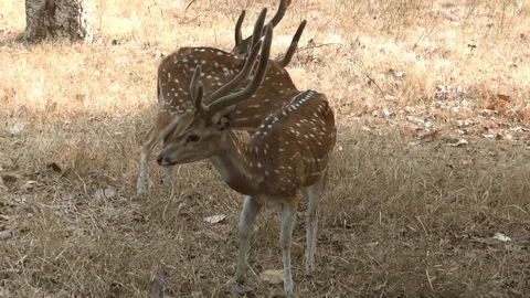 Two deer grazing in relax mood Stock Footage 125329503