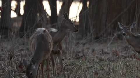 Two Deer Grazing at Sunrise Stock Footage 48905155