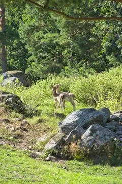 Two Deer on Green Slope with Rocks and Trees Stock Photos