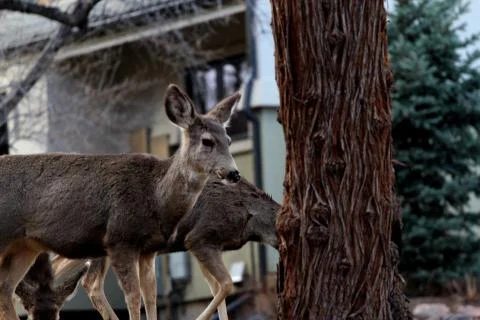 Two Deer hiding be hide tree Stock Photos