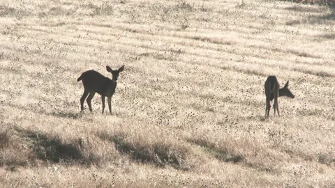 Two Deer On High Alert Stock Footage 289130215