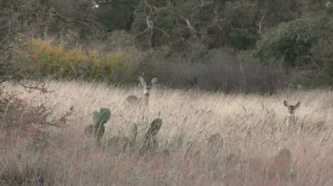 Two Deer II Stock Footage 12708259