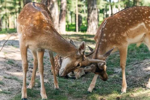 Two deer interacting in a forested area. One deer is lowering its head and ap Stock Photos