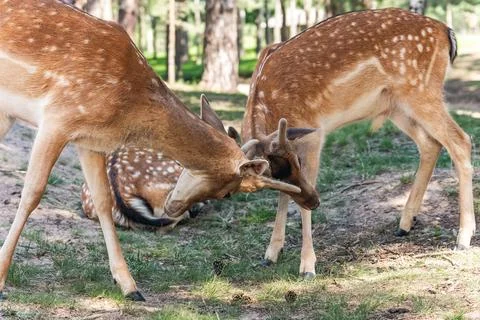 Two deer interacting in a forested area. One deer is lowering its head and ap Stock Photos