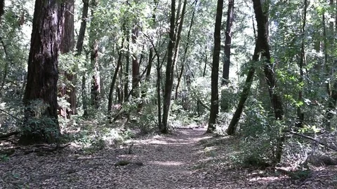 Two Deer Jumping Through the Woods in Northern California Stock Footage 82877279