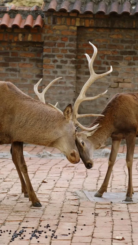 Two deer with large antlers stand close together on a brick ground inside an Stock Footage 325740942