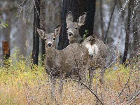 Two Deer in Light Snow Stock Photos