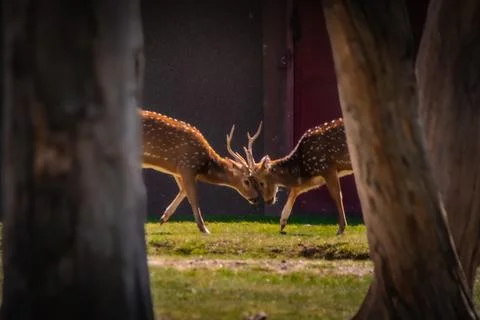 Two deer locking antlers in sunlight, wildlife photography Foto stock